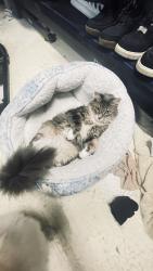 Lost Female Cat last seen Near avenue 3 st Miami, Miami, FL 33184