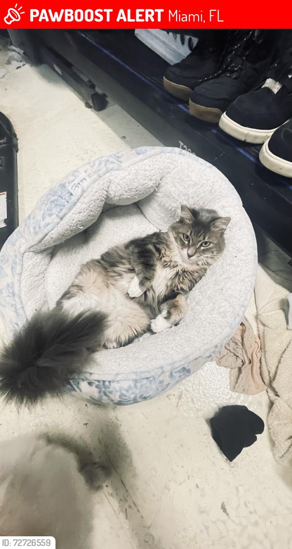 Lost Female Cat last seen Near avenue 3 st Miami, Miami, FL 33184