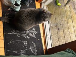 Found/Stray Unknown Cat last seen Tompkins Corners, Horseheads, NY 14845