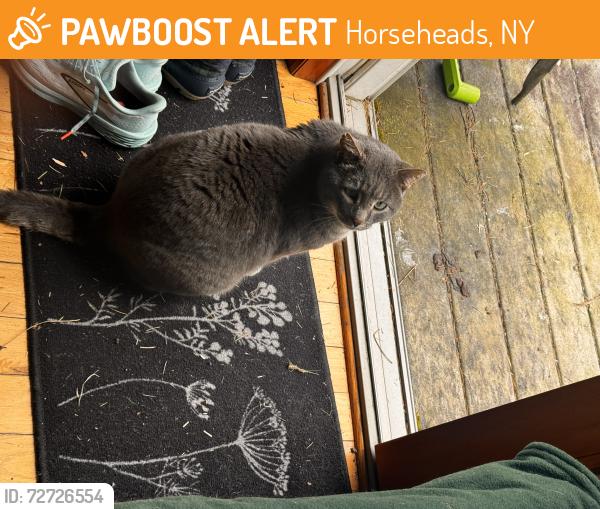 Found/Stray Unknown Cat last seen Tompkins Corners, Horseheads, NY 14845