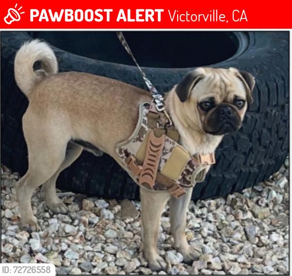 Lost Male Dog last seen Deborah , Victorville, CA 92392