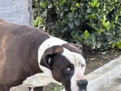 Found/Stray Male Dog last seen San Jacinto ave. And Whittier st, Hemet, CA 92583