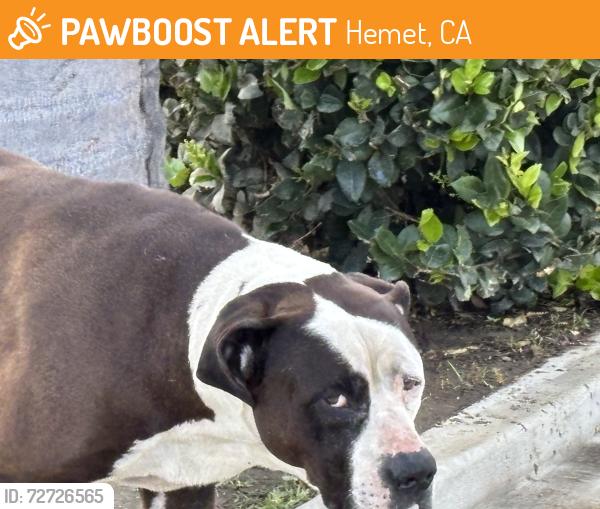 Found/Stray Male Dog last seen San Jacinto ave. And Whittier st, Hemet, CA 92583