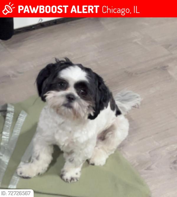 Lost Male Dog last seen 47th Cottage grove  Drexel, Chicago, IL 60653