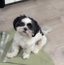 Lost Male Dog last seen 47th Cottage grove  Drexel, Chicago, IL 60653