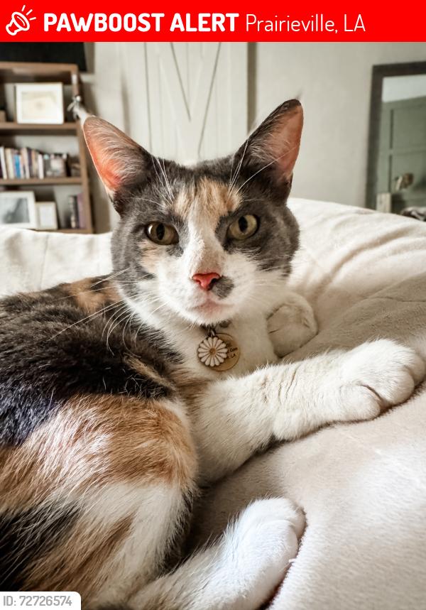 Lost Female Cat last seen Hidden Lakes of Ascension Neighborhood off of Hwy 931 near Norwood, Demco and Leader's (St. Amant), Prairieville, LA 70769