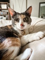 Lost Female Cat last seen Hidden Lakes of Ascension Neighborhood off of Hwy 931 near Norwood, Demco and Leader's (St. Amant), Prairieville, LA 70769