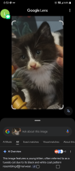 Lost Female Cat last seen Linnea, San Lorenzo, CA 94580