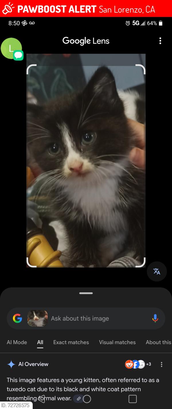 Lost Female Cat last seen Linnea, San Lorenzo, CA 94580
