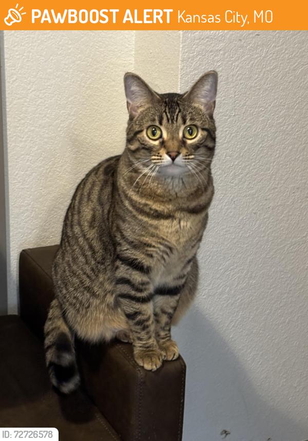 Found/Stray Female Cat last seen Penn Valley Skate Park, Kansas City, MO 64108