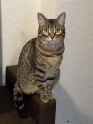 Found/Stray Female Cat last seen Penn Valley Skate Park, Kansas City, MO 64108