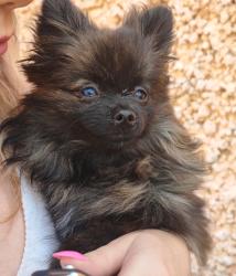 Lost Female Dog last seen Guadalajara, Zapopan, Jal. 45088