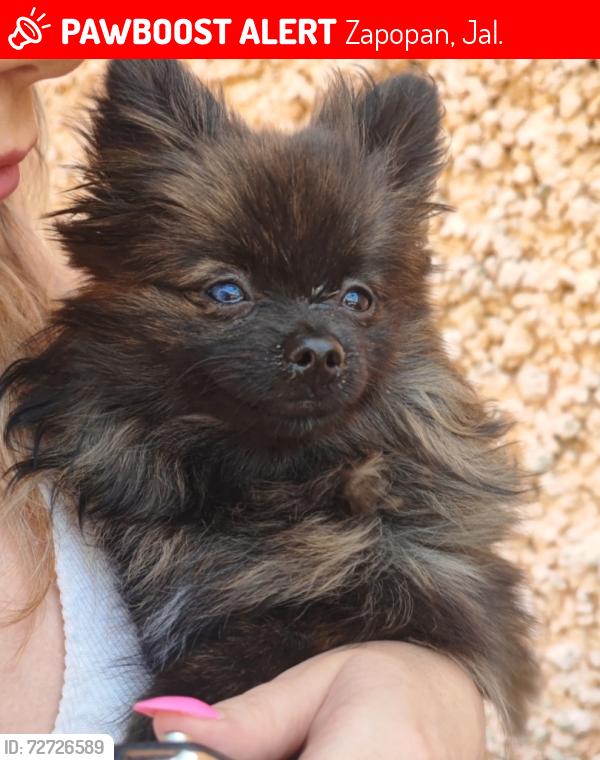 Lost Female Dog last seen Guadalajara, Zapopan, Jal. 45088