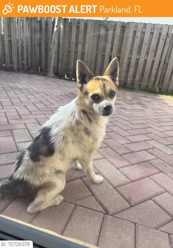 Found/Stray Male Dog last seen loxahatchee and university, Parkland, FL 33428