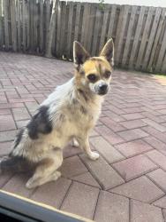 Found/Stray Male Dog last seen loxahatchee and university, Parkland, FL 33428