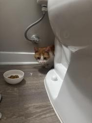 Found/Stray Unknown Cat last seen Near White Lake Ln, Frederick, MD 21703