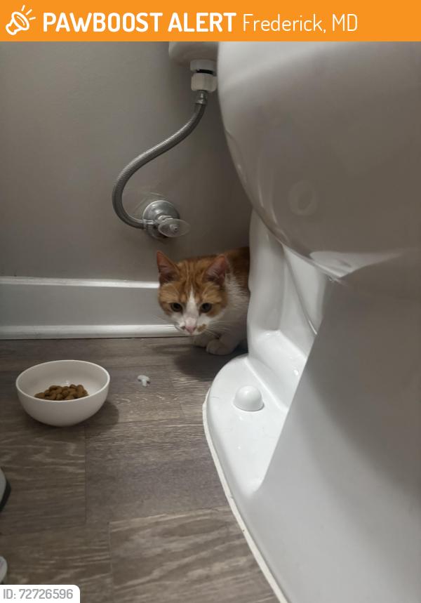 Found/Stray Unknown Cat last seen Near White Lake Ln, Frederick, MD 21703