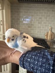 Found/Stray Unknown Bird last seen Muirfield Village , Edmond, OK 73034