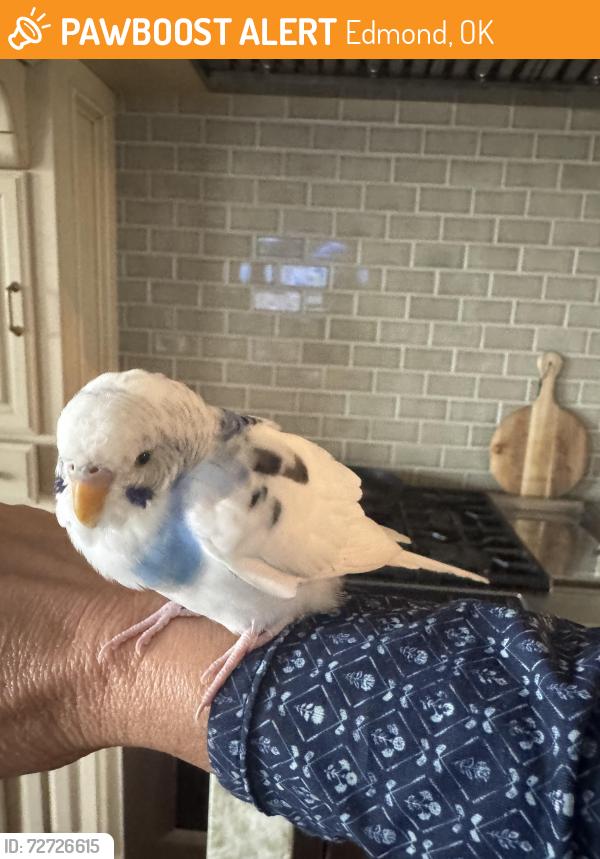 Found/Stray Unknown Bird last seen Muirfield Village , Edmond, OK 73034