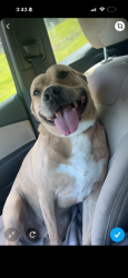 Lost Male Dog last seen settle rd , Inman, SC 29349