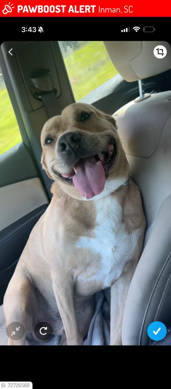 Lost Male Dog last seen settle rd , Inman, SC 29349