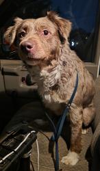 Found/Stray Male Dog last seen flt Rock middle School, Winston-Salem, NC 27103