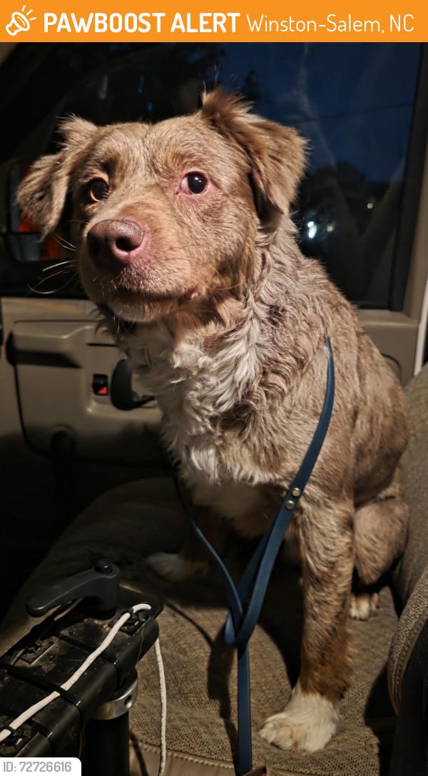 Found/Stray Male Dog last seen flt Rock middle School, Winston-Salem, NC 27103