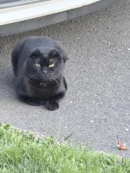 Found/Stray Unknown Cat last seen Ne pacific and ne 84th, Portland, OR 97220