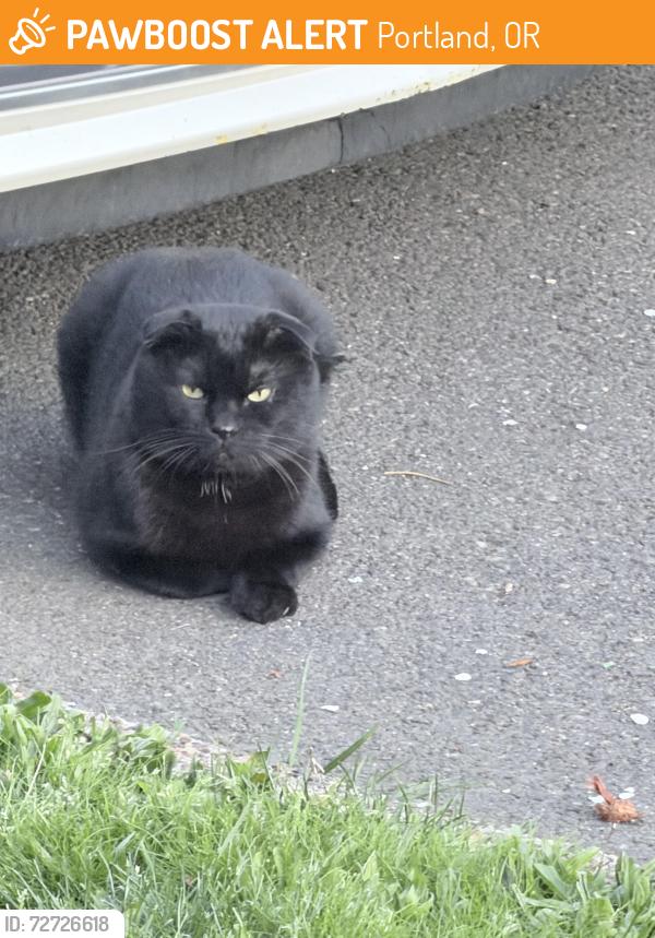 Found/Stray Unknown Cat last seen Ne pacific and ne 84th, Portland, OR 97220
