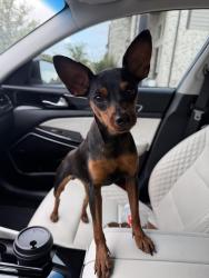 Found/Stray Female Dog last seen Elyson community , Harris County, TX 77493