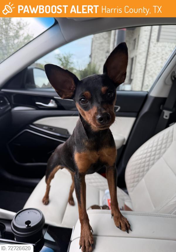 Found/Stray Female Dog last seen Elyson community , Harris County, TX 77493