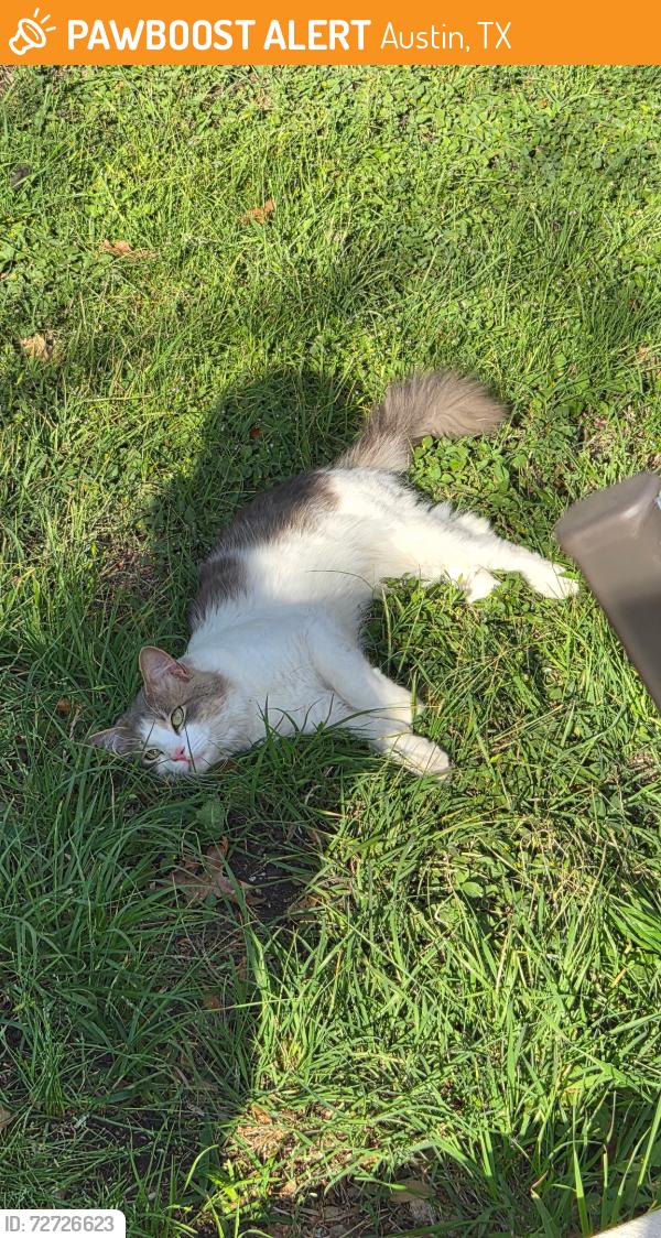 Found/Stray Male Cat last seen Montague dr, Austin, TX 78729