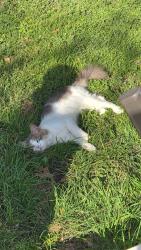 Found/Stray Male Cat last seen Montague dr, Austin, TX 78729