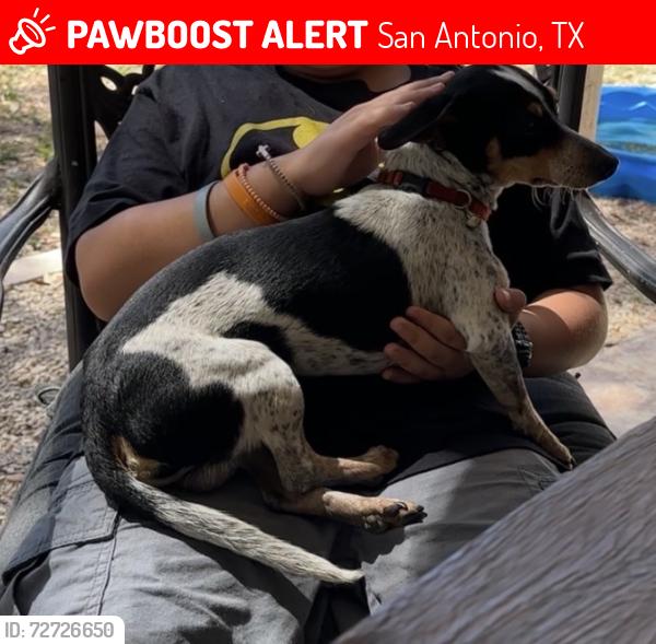 Lost Male Dog last seen Merkens and Newcombe, San Antonio, TX 78229