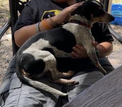Lost Male Dog last seen Merkens and Newcombe, San Antonio, TX 78229