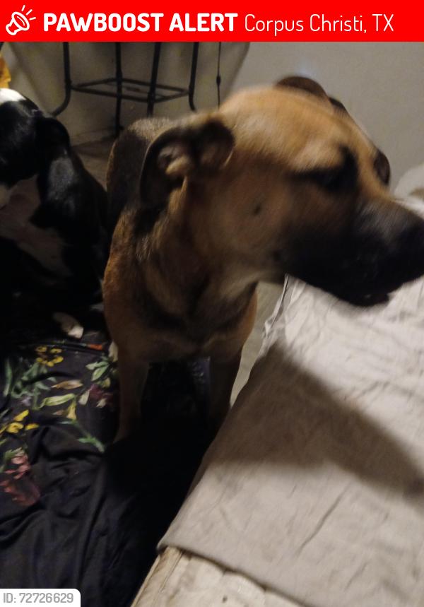 Lost Female Dog last seen Near margurite st, Corpus Christi, TX 78405
