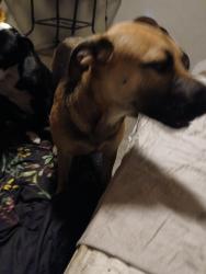 Lost Female Dog last seen Near margurite st, Corpus Christi, TX 78405