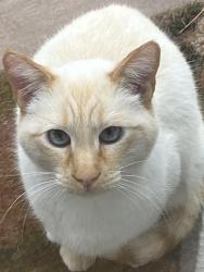 Lost Male Cat last seen Southampton Dr, Reno, NV 89509