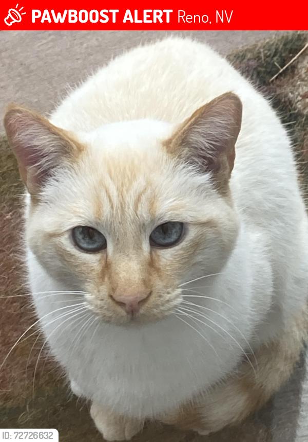 Lost Male Cat last seen Southampton Dr, Reno, NV 89509