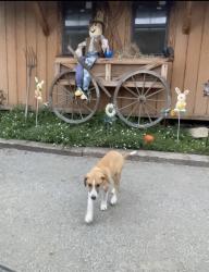 Found/Stray Female Dog last seen Van Buren an Washington , Woodcrest, CA 92504
