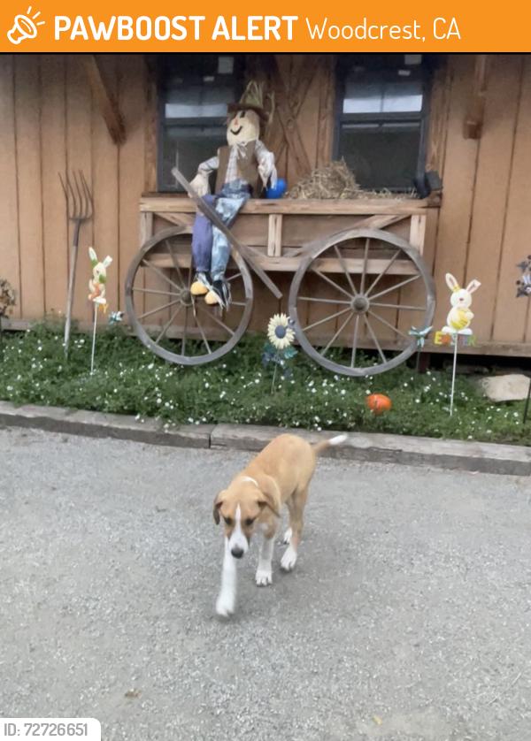 Found/Stray Female Dog last seen Van Buren an Washington , Woodcrest, CA 92504