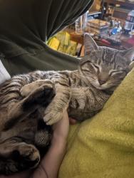 Lost Male Cat last seen Kurtz Ave & S. Pershing Ave, York, PA 17401