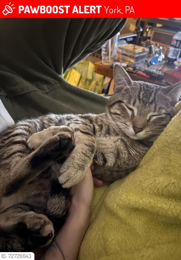 Lost Male Cat last seen Kurtz Ave & S. Pershing Ave, York, PA 17401