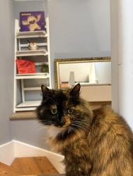 Lost Female Cat last seen Our  E11, Greater London, England 
