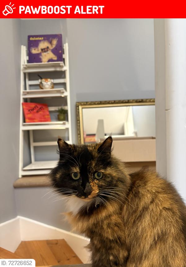 Lost Female Cat last seen Our  E11, Greater London, England 