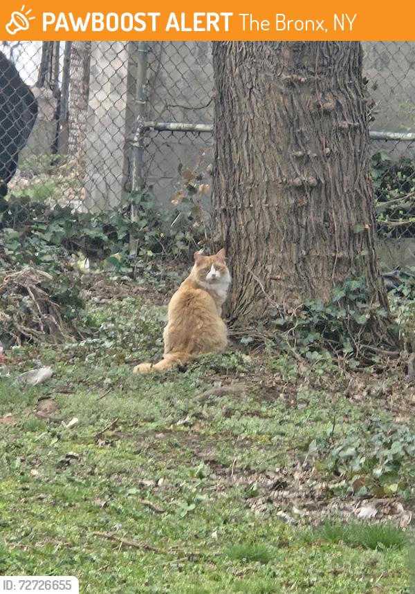 Found/Stray Unknown Cat last seen Lacombe and olmstead avenue, The Bronx, NY 10473