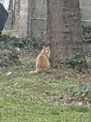Found/Stray Unknown Cat last seen Lacombe and olmstead avenue, The Bronx, NY 10473