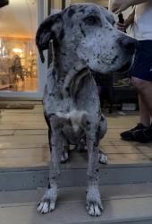 Lost Male Dog last seen  Taylor’s Store Rd, Nashville, NC 27856
