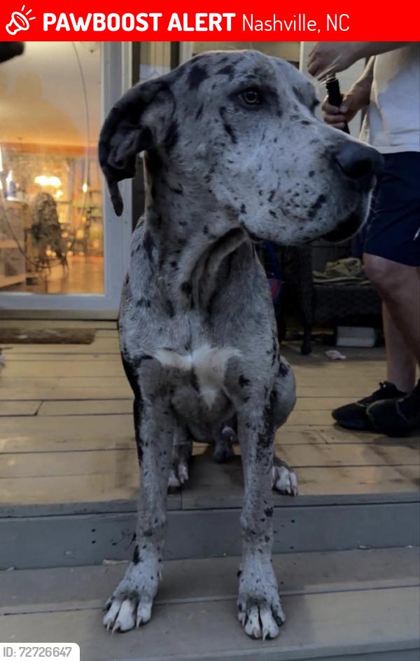 Lost Male Dog last seen  Taylor’s Store Rd, Nashville, NC 27856