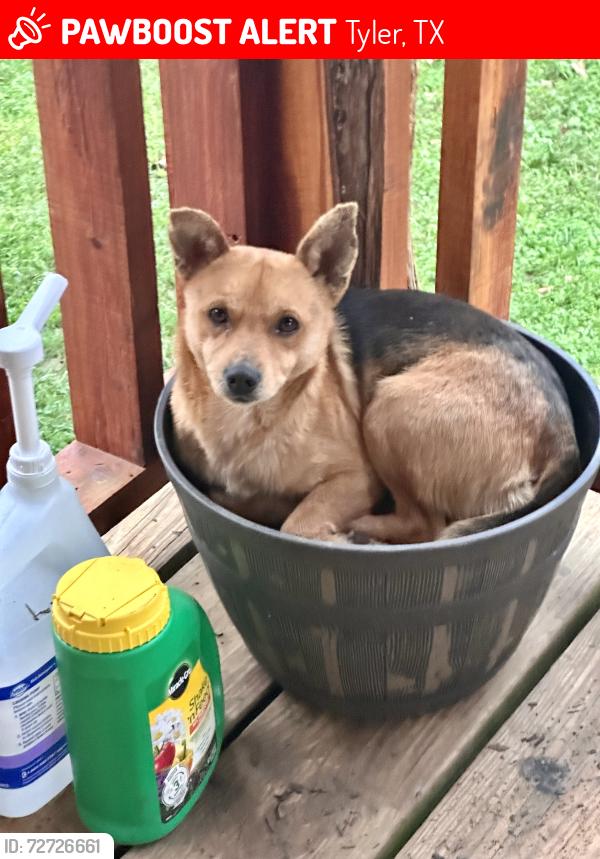 Lost Male Dog last seen Morningside , Tyler, TX 75708